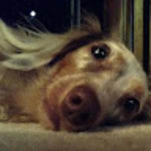 Meet your Posher, Dachshund